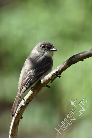 Eastern Phoebe 4-7-17