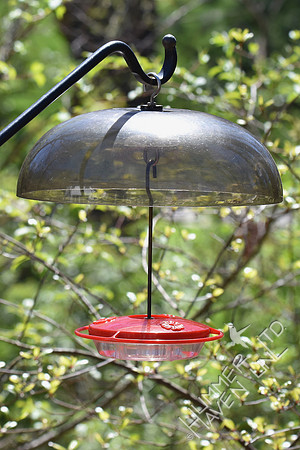 Hummingbird feeders up!  4-7-17