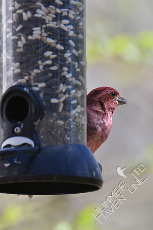 Purple Finch 4-7-17