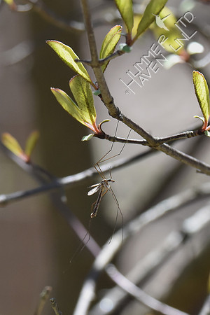 Crane Fly 4-7-17