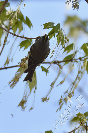 Golden-crowned Kinglet  4-8-17