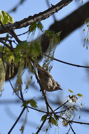 Golden-crowned Kinglet  4-8-17