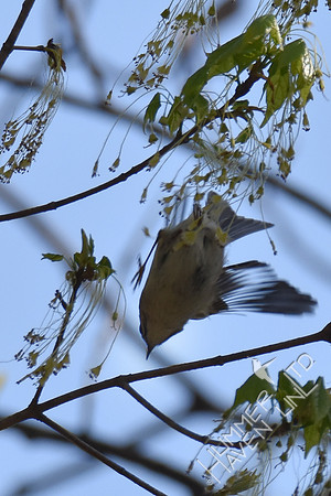 Golden-crowned Kinglet  4-8-17