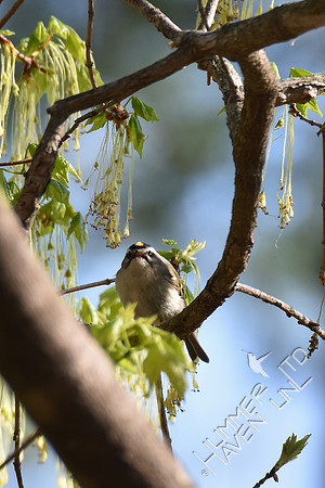 Golden-crowned Kinglet  4-8-17