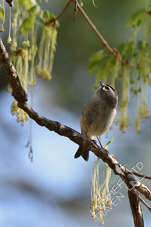 Golden-crowned Kinglet  4-8-17