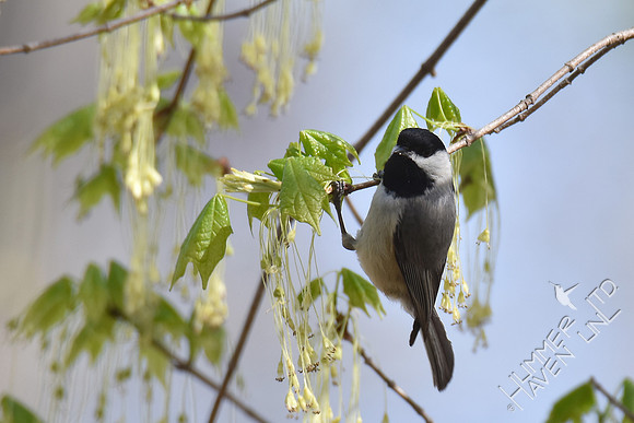 Carolina Chickadee  4-8-17