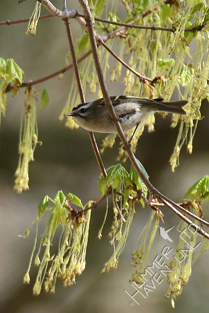 Golden-crowned Kinglet  4-8-17