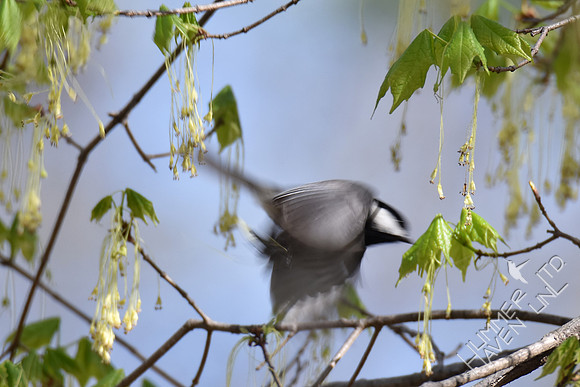 Carolina Chickadee  4-8-17