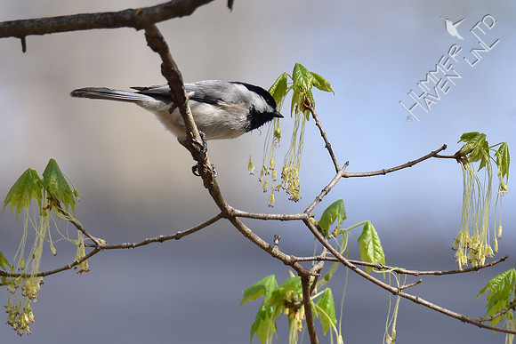 Carolina Chickadee  4-8-17