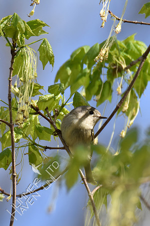 Ruby-crowned Kinglet  4-8-17