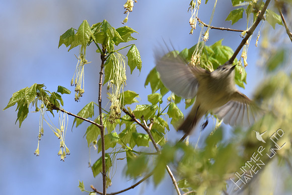 Ruby-crowned Kinglet  4-8-17