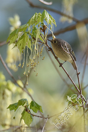 Ruby-crowned Kinglet  4-8-17