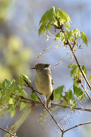 Ruby-crowned Kinglet  4-8-17