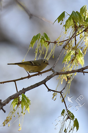 Ruby-crowned Kinglet  4-8-17