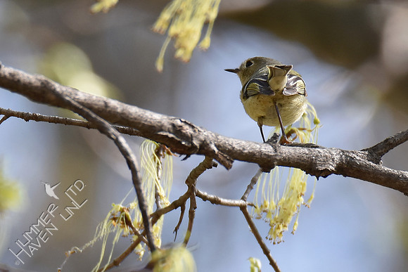 Ruby-crowned Kinglet  4-8-17