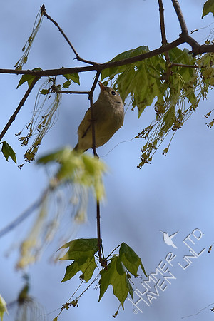 Ruby-crowned Kinglet  4-8-17