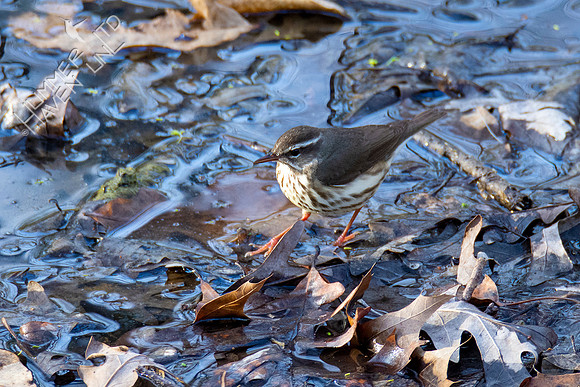 3-30-21 FOY#46 Louisiana Waterthrush