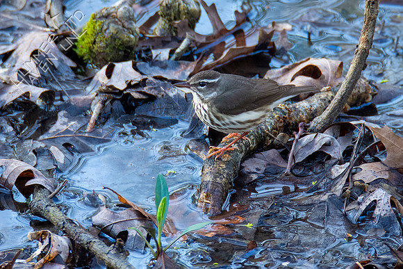 3-30-21 FOY#46 Louisiana Waterthrush