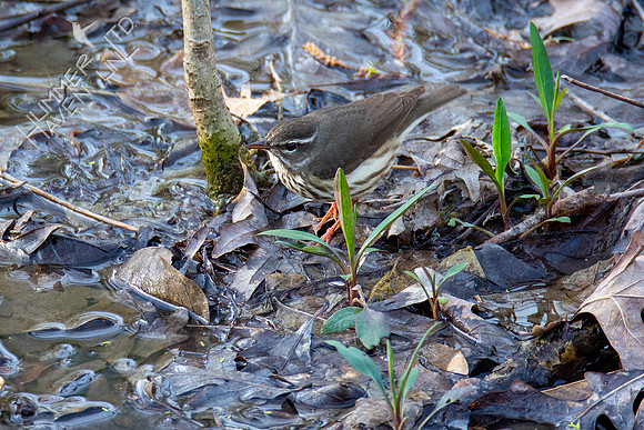 3-30-21 FOY#46 Louisiana Waterthrush