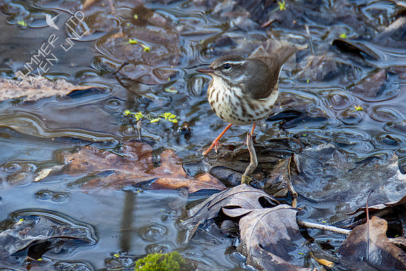 3-30-21 FOY#46 Louisiana Waterthrush