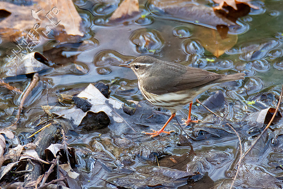 3-30-21 FOY#46 Louisiana Waterthrush