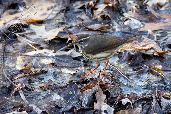 3-30-21 FOY#46 Louisiana Waterthrush