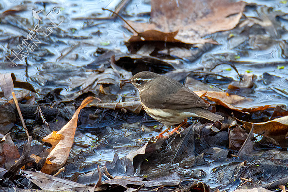 3-30-21 FOY#46 Louisiana Waterthrush