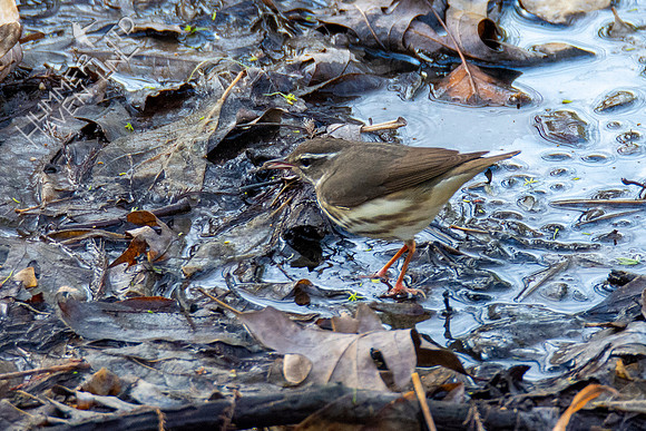 3-30-21 FOY#46 Louisiana Waterthrush