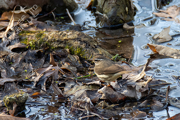 3-30-21 FOY#46 Louisiana Waterthrush