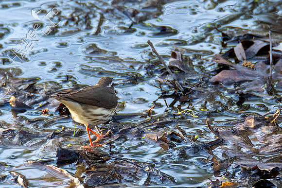 3-30-21 FOY#46 Louisiana Waterthrush