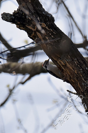 Downy Woodpecker at nest hole in Green Ash (Fraxinus pennsylvanica)  4-9-17