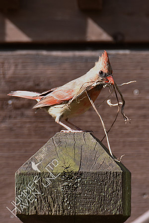 Northern Cardinal female with nest material 4-9-17