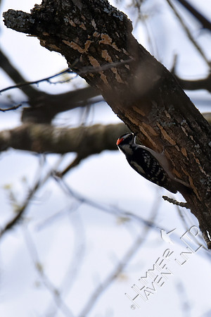 Downy Woodpecker at nest hole in Green Ash (Fraxinus pennsylvanica)  4-9-17
