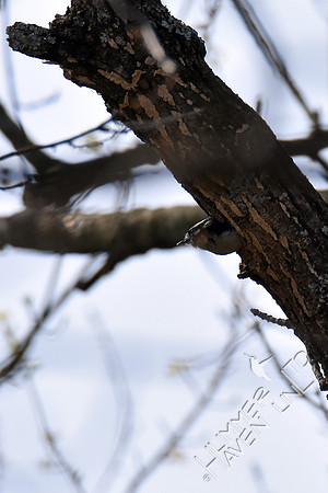 Downy Woodpecker female at nest hole in Green Ash (Fraxinus pennsylvanica)  4-9-17