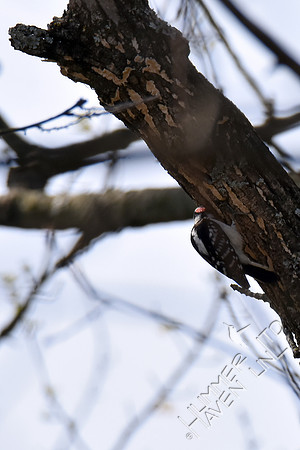 Downy Woodpecker at nest hole in Green Ash (Fraxinus pennsylvanica)  4-9-17