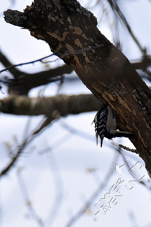 Downy Woodpecker at nest hole in Green Ash (Fraxinus pennsylvanica)  4-9-17