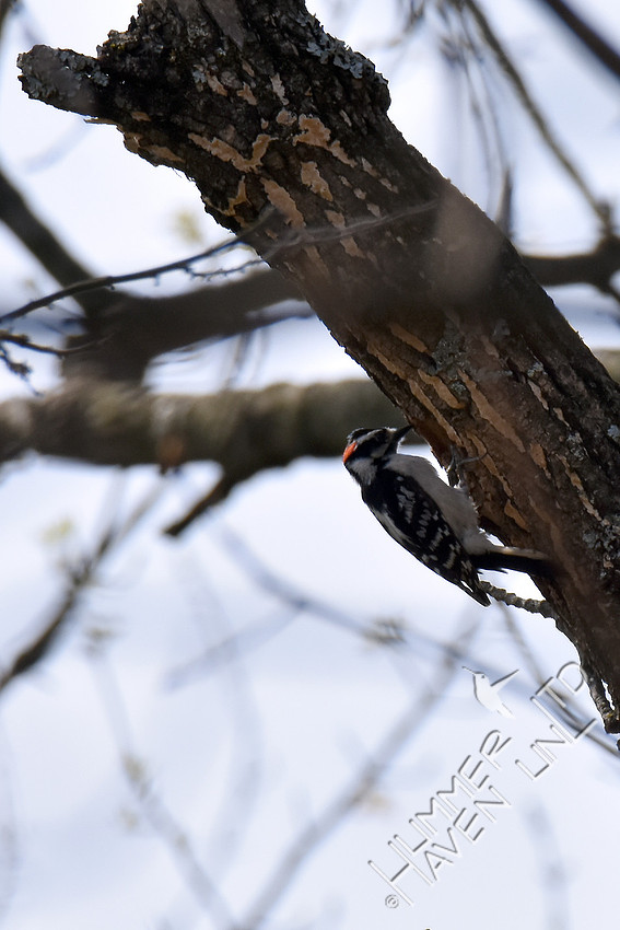 Downy Woodpecker at nest hole in Green Ash (Fraxinus pennsylvanica)  4-9-17