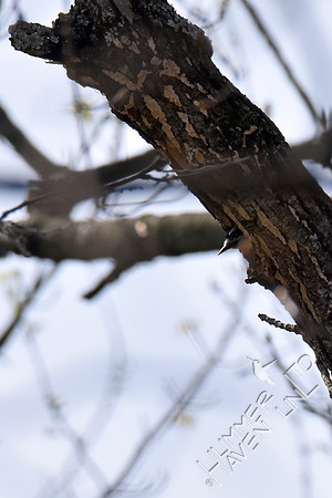 Downy Woodpecker female at nest hole in Green Ash (Fraxinus pennsylvanica)  4-9-17