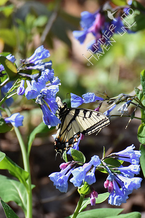 Tiger Swallowtail (Papilio glaucus) at Virginia Bluebells (Mertensia virginica) 4-9-17