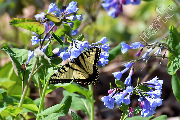 Tiger Swallowtail (Papilio glaucus) at Virginia Bluebells (Mertensia virginica) 4-9-17