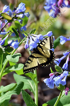 Tiger Swallowtail (Papilio glaucus) at Virginia Bluebells (Mertensia virginica) 4-9-17