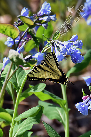 Tiger Swallowtail (Papilio glaucus) at Virginia Bluebells (Mertensia virginica) 4-9-17