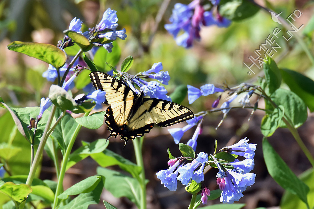 Tiger Swallowtail (Papilio glaucus) at Virginia Bluebells (Mertensia virginica) 4-9-17