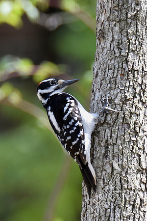 Hairy Woodpecker 4-9-17