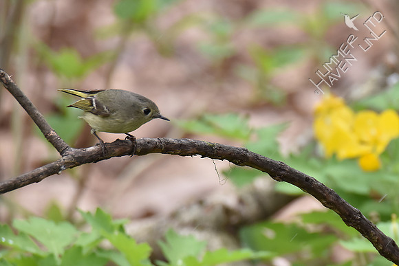 Ruby-crowned Kinglet 4-10-17