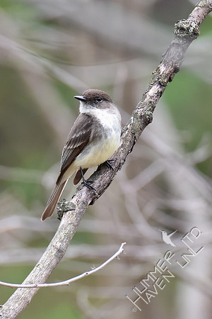 Eastern Phoebe 4-10-17