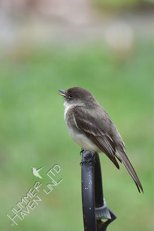 Eastern Phoebe  4-10-17