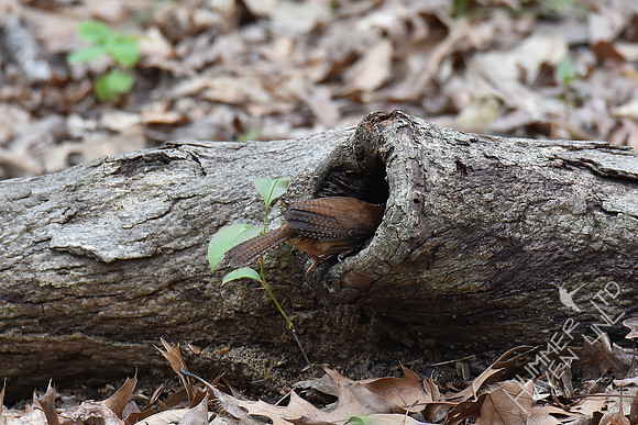 Carolina Wren 4-10-17