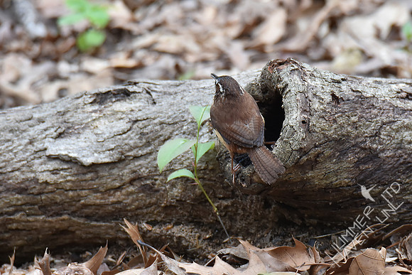 Carolina Wren 4-10-17