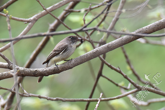 Eastern Phoebe with spider 4-10-17